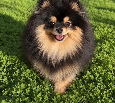 Pomeranian for sale by FLUTTERPLUSH