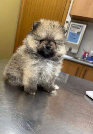 Pomeranian for sale by FLUTTERPLUSH