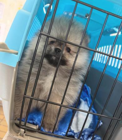 Pomeranian for sale by FLUTTERPLUSH