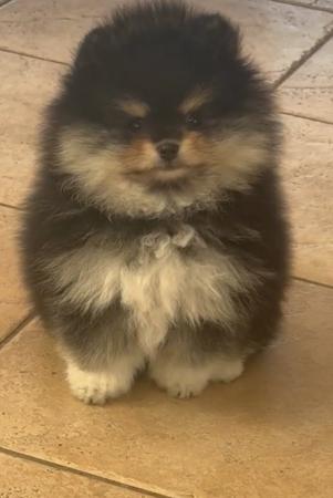 Pomeranian for sale by FLUTTERPLUSH