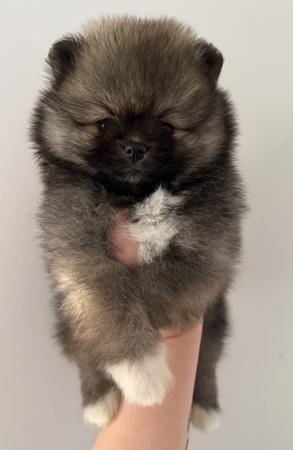 Pomeranian for sale by FLUTTERPLUSH