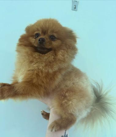 Pomeranian dog for sale by FLUTTERPLUSH