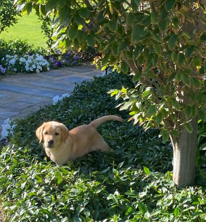 Labrador Retriever for sale by JOMEST