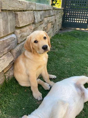 Labrador Retriever for sale by JOMEST
