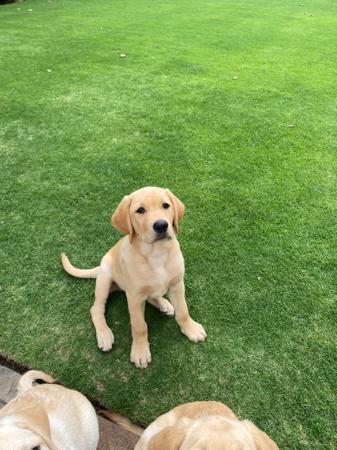 Labrador Retriever for sale by JOMEST