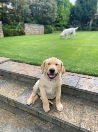 Labrador Retriever for sale by JOMEST