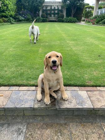 Labrador Retriever for sale by JOMEST