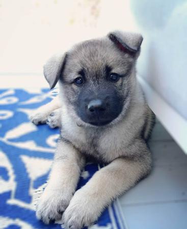 Norwegian Elkhound for sale by SANUCUELKHOUNDS