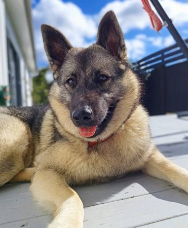 Norwegian Elkhound for sale by SANUCU