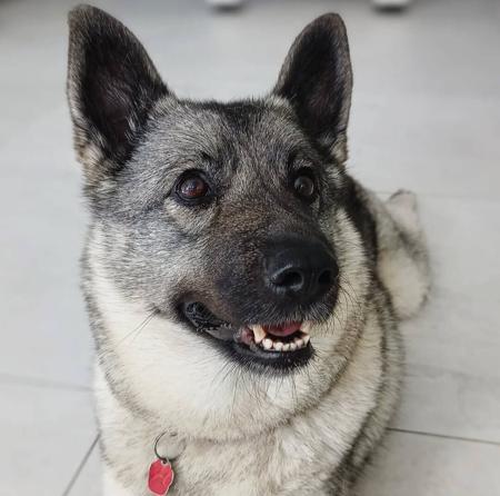 Norwegian Elkhound for sale by SANUCU