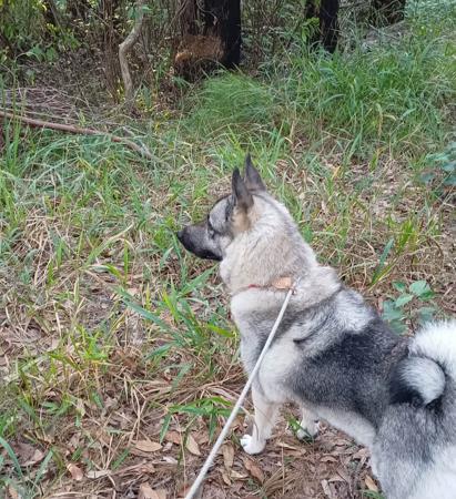 Norwegian Elkhound for sale by SANUCU