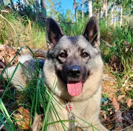 Norwegian Elkhound for sale by SANUCU