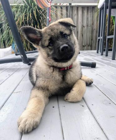 Norwegian Elkhound for sale by SANUCU