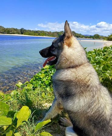 Norwegian Elkhound for sale by SANUCU