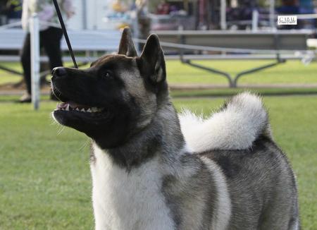 Akita for sale by MFOSKETT