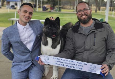 Akita for sale by SHYGON