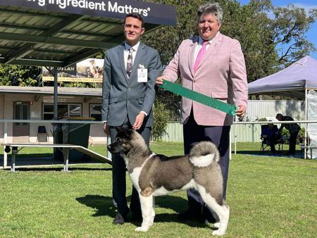 Akita for sale by SHYGON