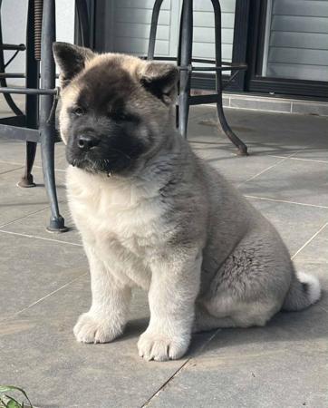 Akita for sale by SHYGON