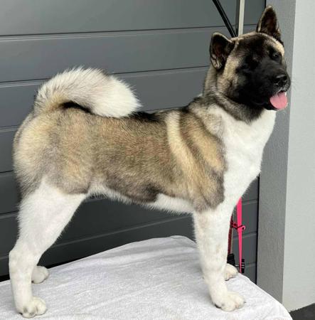 Akita for sale by SHYGON