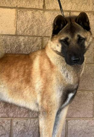Akita for sale by SHYGON