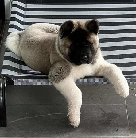 Akita for sale by SHYGON