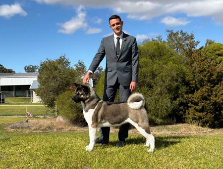 Akita for sale by MFOSKETT