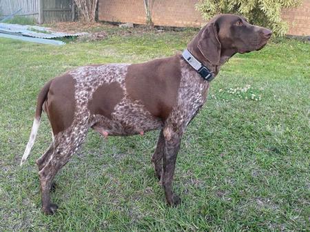 German Shorthaired Pointer for sale by NALAROSE