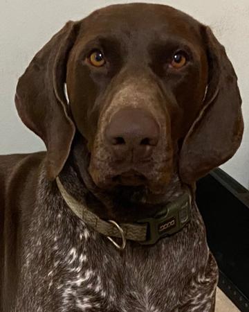 German Shorthaired Pointer for sale by NALAROSE