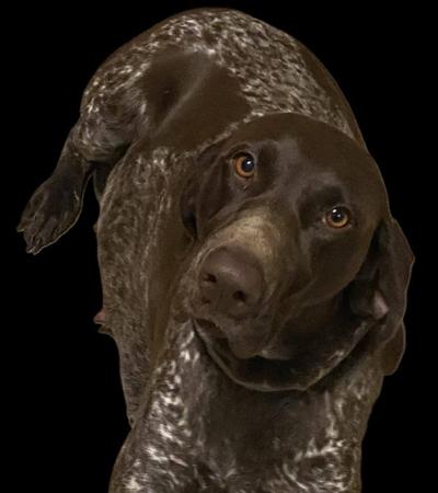 German Shorthaired Pointer for sale by NALAROSE
