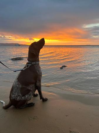 German Shorthaired Pointer for sale by NALAROSE