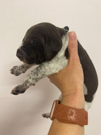 German Shorthaired Pointer for sale by NALAROSE