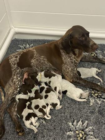 German Shorthaired Pointer for sale by NALAROSE