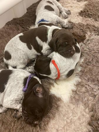 German Shorthaired Pointer for sale by NALAROSE