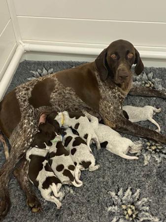 German Shorthaired Pointer for sale by NALAROSE