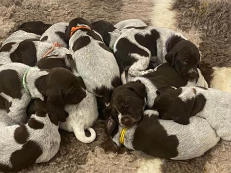 German Shorthaired Pointer for sale by NALAROSE