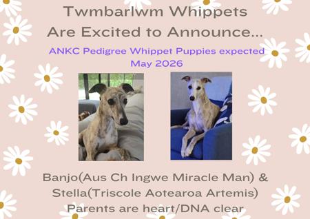 Whippet puppy for sale by TWMBARLWM