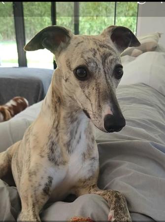 Whippet for sale by TWMBARLWM