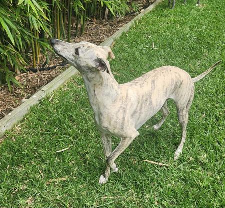 Whippet for sale by TWMBARLWM