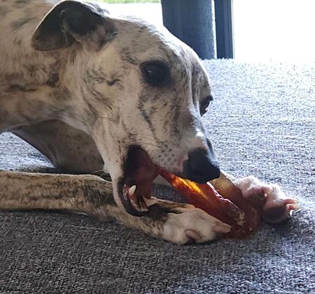 Whippet for sale by TWMBARLWM