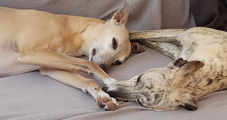 Whippet for sale by TWMBARLWM