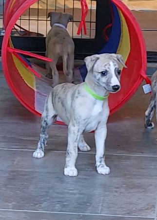 Whippet for sale by TWMBARLWM