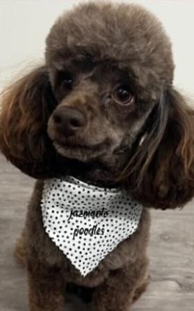 Poodle (Toy) for sale by JAZMANTE