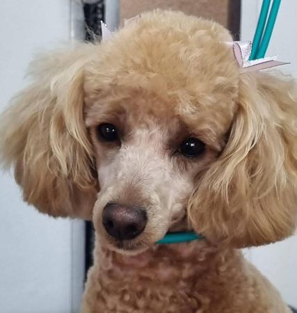 Poodle (Toy) for sale by JAZMANTE