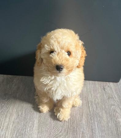 Poodle (Toy) for sale by JAZMANTE