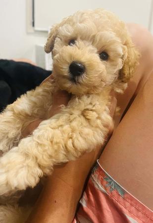 Poodle (Toy) for sale by JAZMANTE