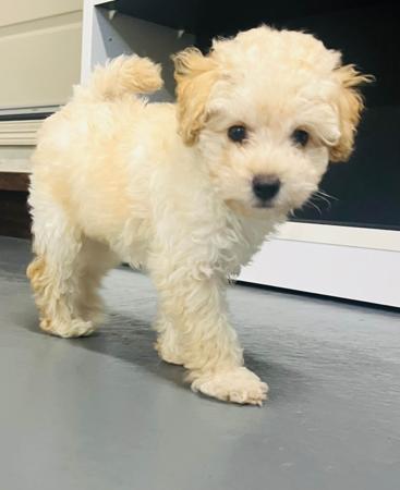 Poodle (Toy) for sale by JAZMANTE