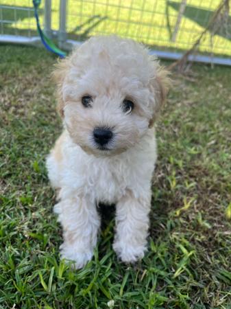 Poodle (Toy) for sale by JAZMANTE