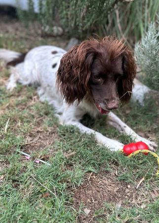 English Springer Spaniel for sale by TARNAHVN
