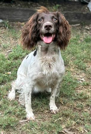 English Springer Spaniel for sale by TARNAHVN