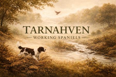 English Springer Spaniel for sale by TARNAHVEN
